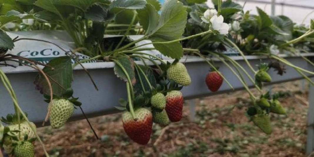 Tek bir bölgede 50.000 ton üretiliyor: Bu sezon kilosu 160 TL’den satışta 5